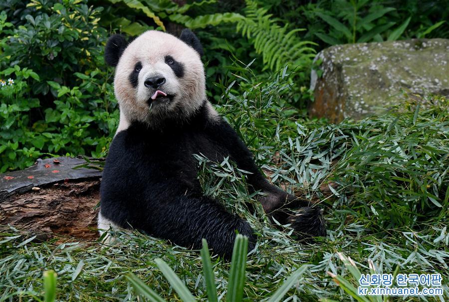 （社会）（3）赠台大熊猫十年迎客两千余万