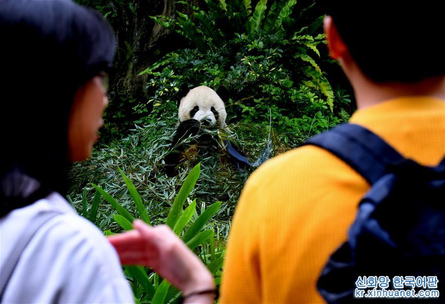 （社会）（4）赠台大熊猫十年迎客两千余万