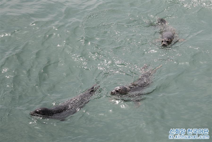 （社会）（1）大连：61头被盗捕野生斑海豹全部放归大海