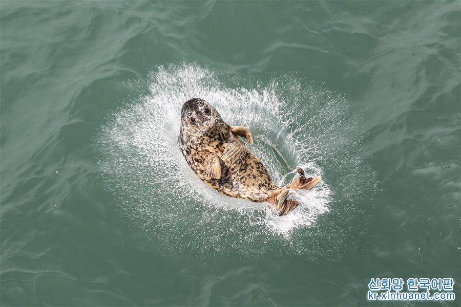 （社会）（2）大连：61头被盗捕野生斑海豹全部放归大海