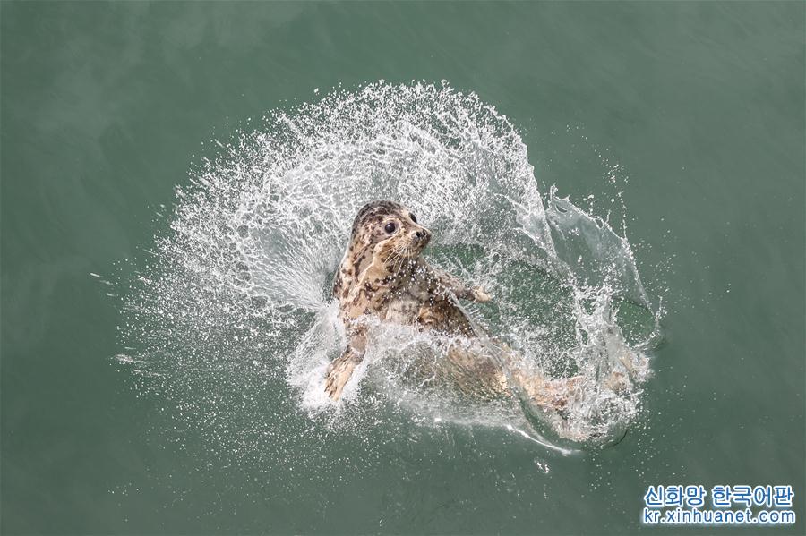 （社会）（3）大连：61头被盗捕野生斑海豹全部放归大海