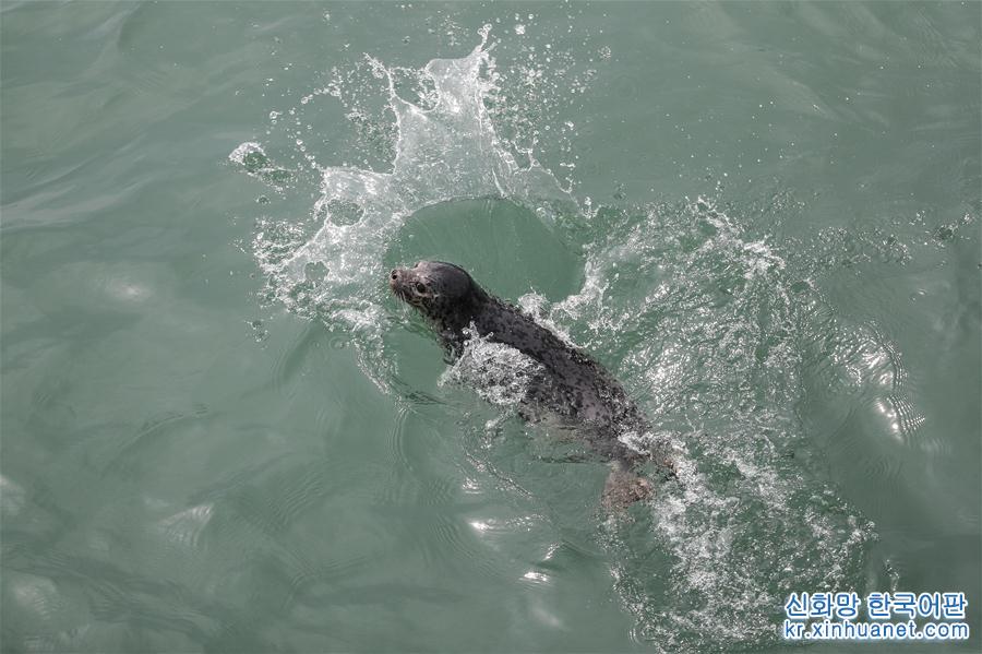 （社会）（6）大连：61头被盗捕野生斑海豹全部放归大海