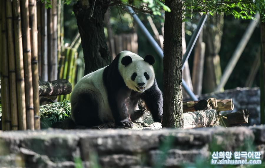 （社会）（2）旅美大熊猫“白云”“小礼物”回到家乡四川