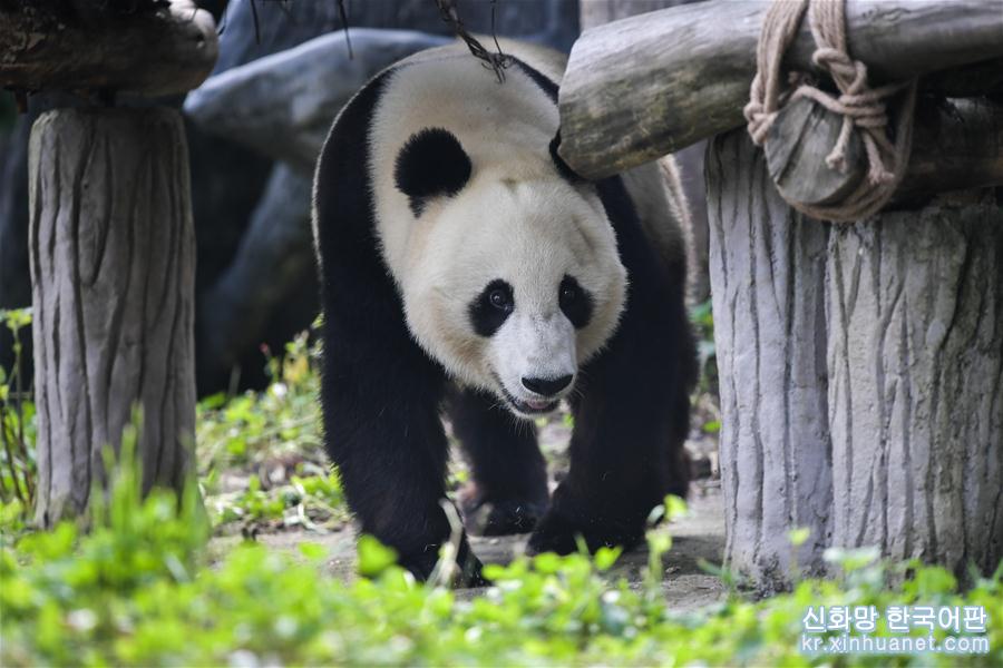 （社会）（3）旅美大熊猫“白云”“小礼物”回到家乡四川