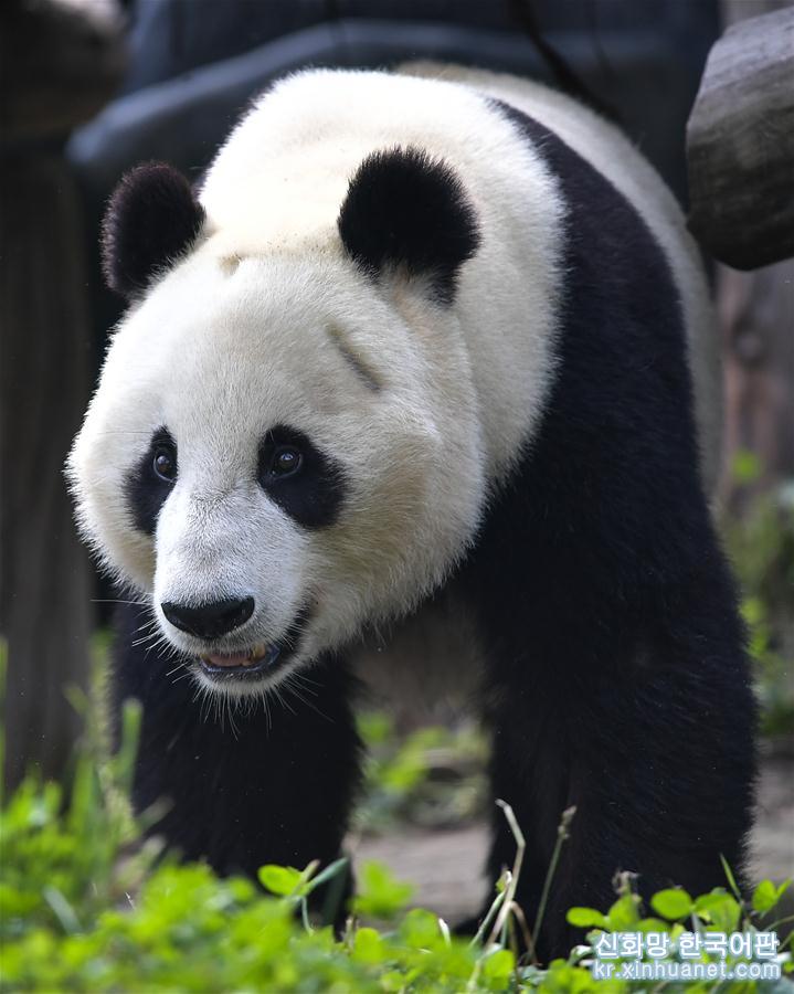 （社会）（5）旅美大熊猫“白云”“小礼物”回到家乡四川