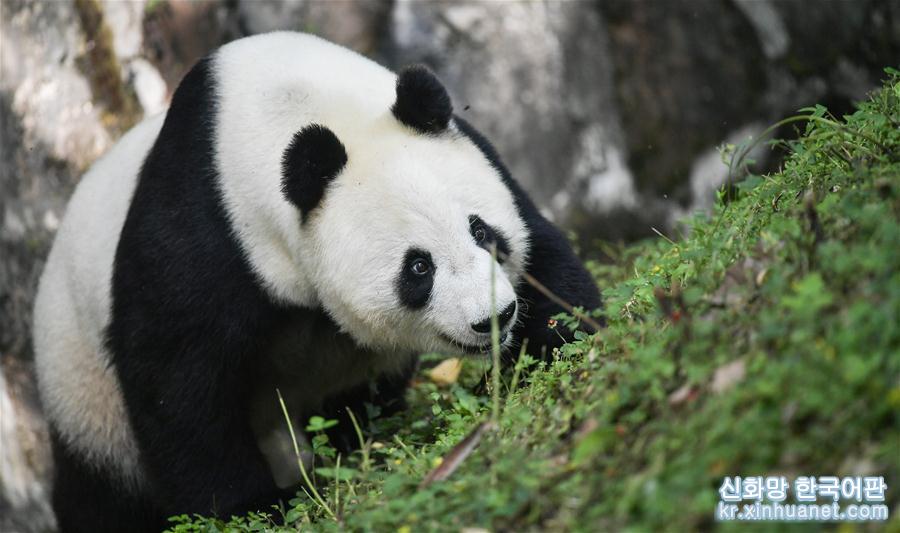 （社会）（6）旅美大熊猫“白云”“小礼物”回到家乡四川