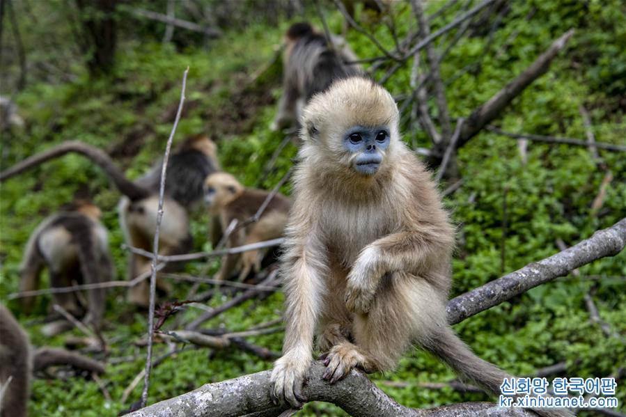 （环境）（1）湖北神农架金丝猴得到有效保护