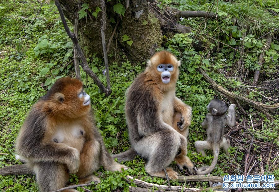 （环境）（2）湖北神农架金丝猴得到有效保护