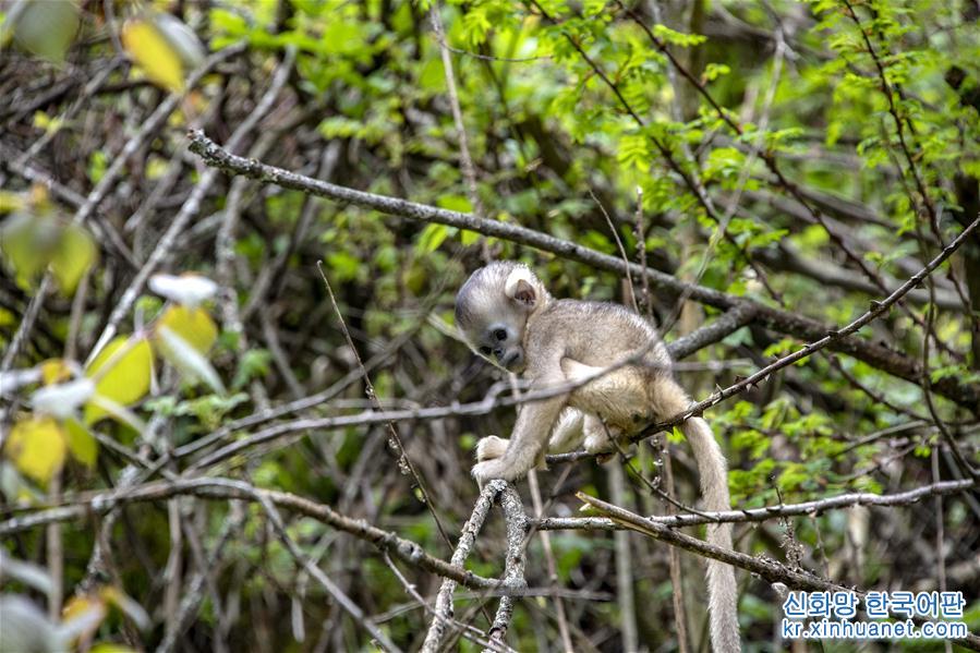 （环境）（3）湖北神农架金丝猴得到有效保护
