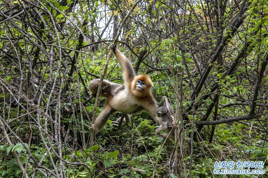 （环境）（4）湖北神农架金丝猴得到有效保护