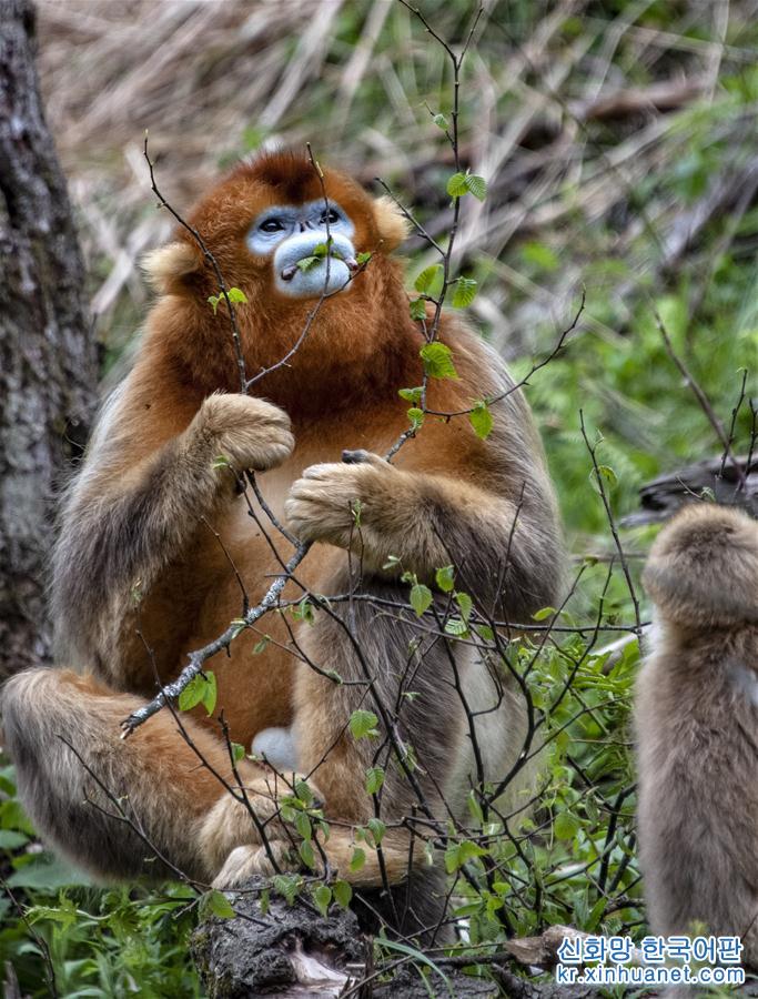 （环境）（5）湖北神农架金丝猴得到有效保护