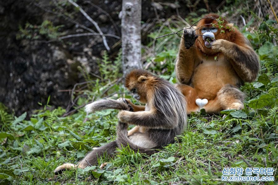 （环境）（6）湖北神农架金丝猴得到有效保护