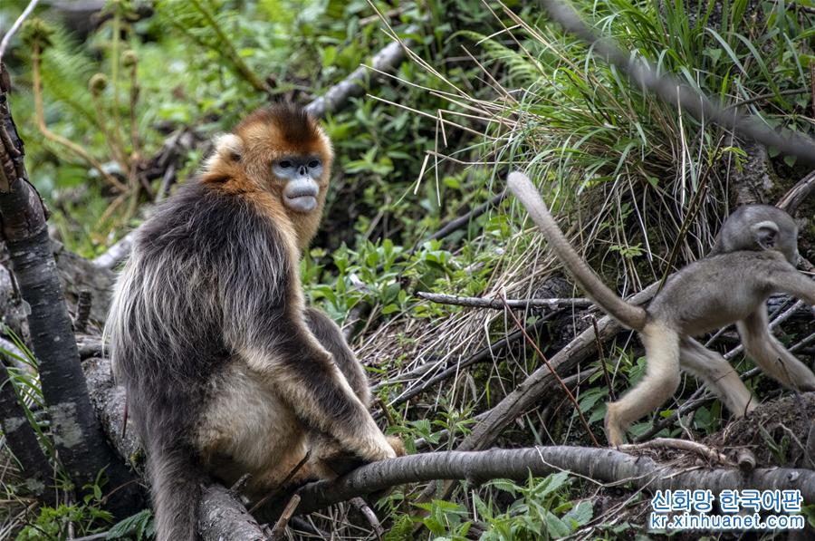 （环境）（7）湖北神农架金丝猴得到有效保护