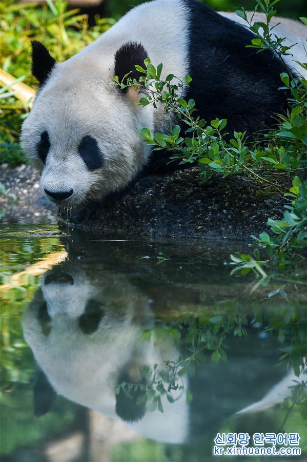 （國際）（1）維也納：大熊貓“陽陽”的幸福生活