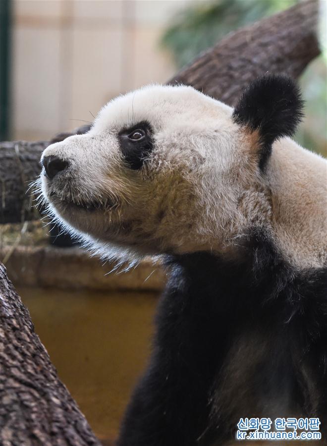 （国际）（6）大熊猫“园园”正式亮相维也纳