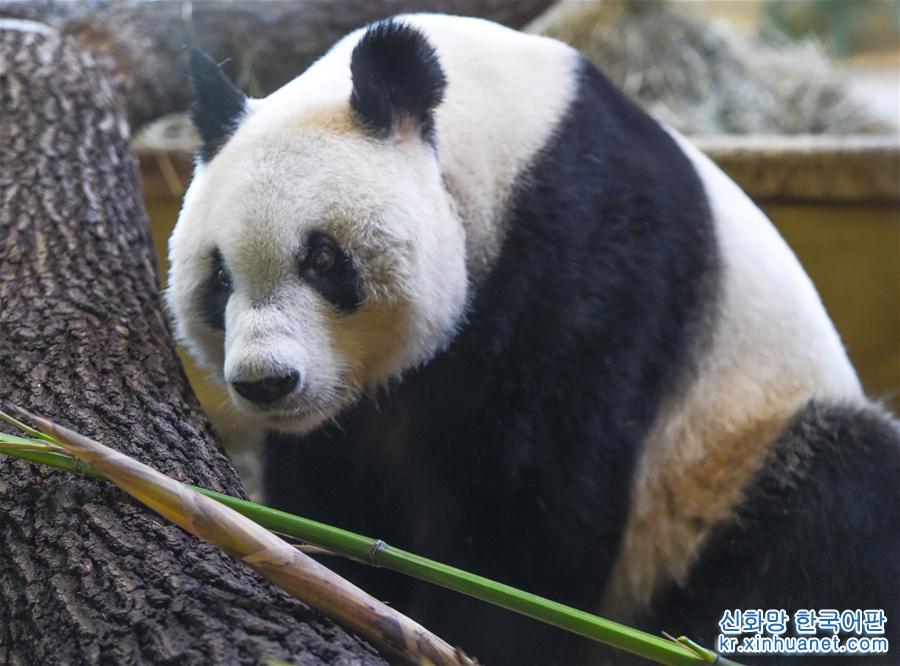 （国际）（5）大熊猫“园园”正式亮相维也纳