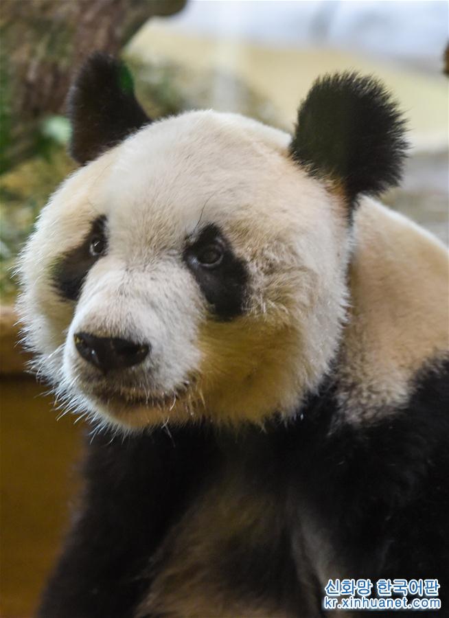 （国际）（2）大熊猫“园园”正式亮相维也纳