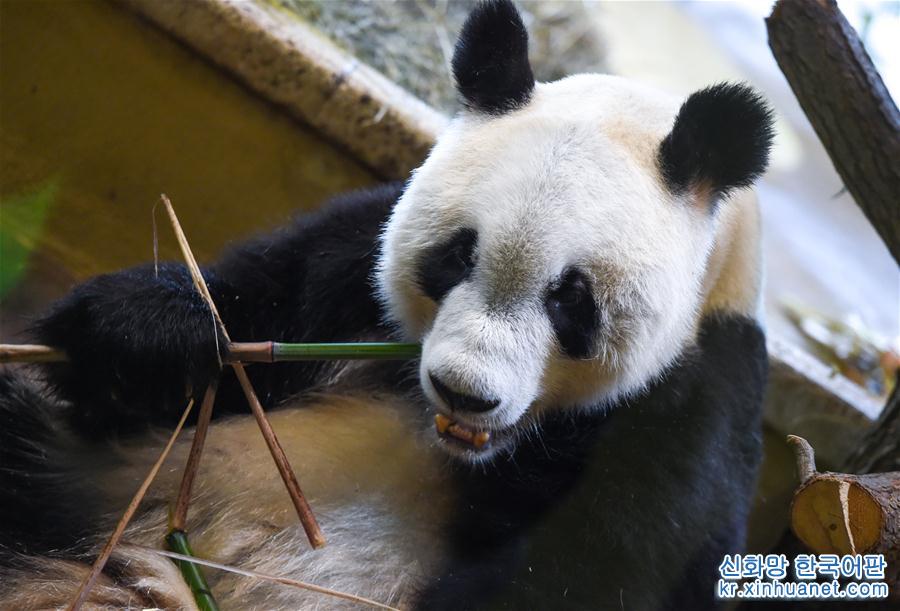 （国际）（3）大熊猫“园园”正式亮相维也纳
