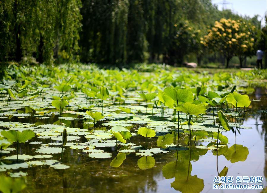 （环境）（6）天津：盐碱地变植物资源库