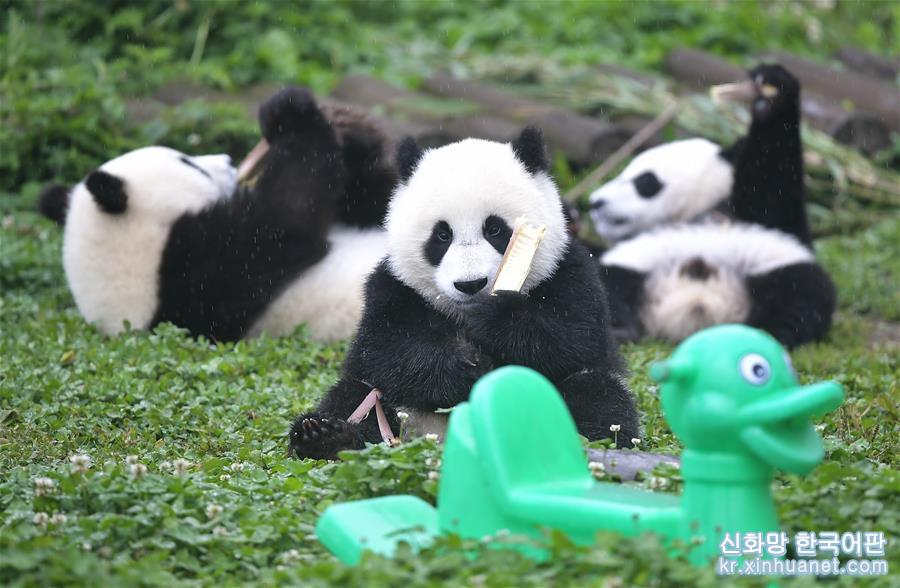 （环境）（5）初夏的“熊猫幼儿园”