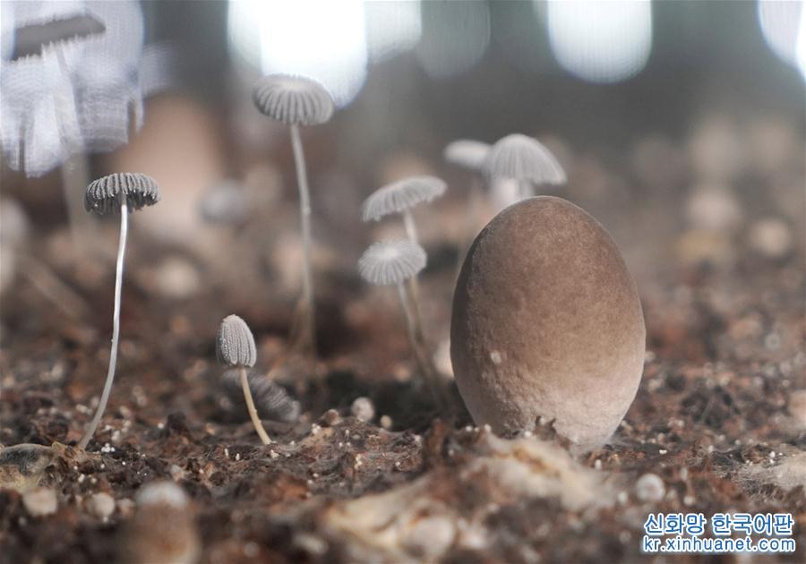 （经济）（1）山东莘县：小蘑菇打造大产业