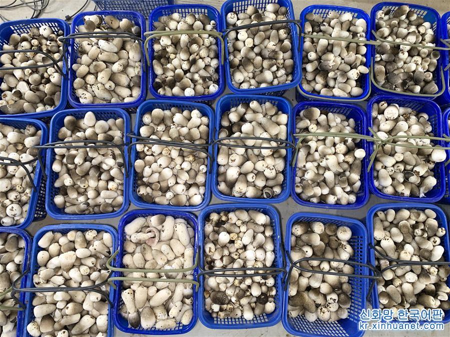 （经济）（2）山东莘县：小蘑菇打造大产业