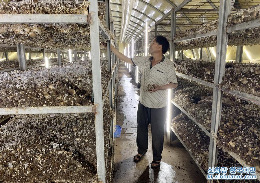 （经济）（3）山东莘县：小蘑菇打造大产业