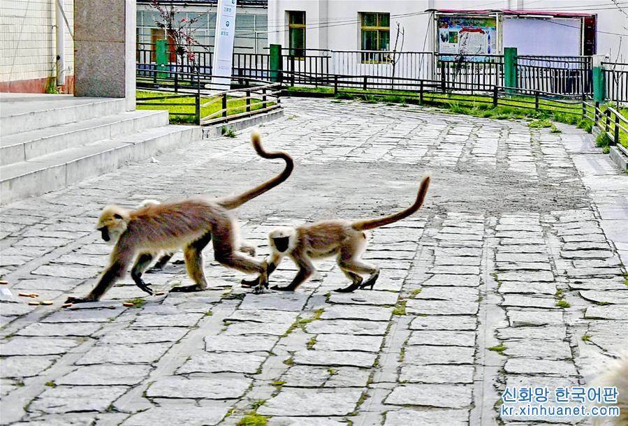 （社会）（3）西藏亚东：人与猴子和谐相处