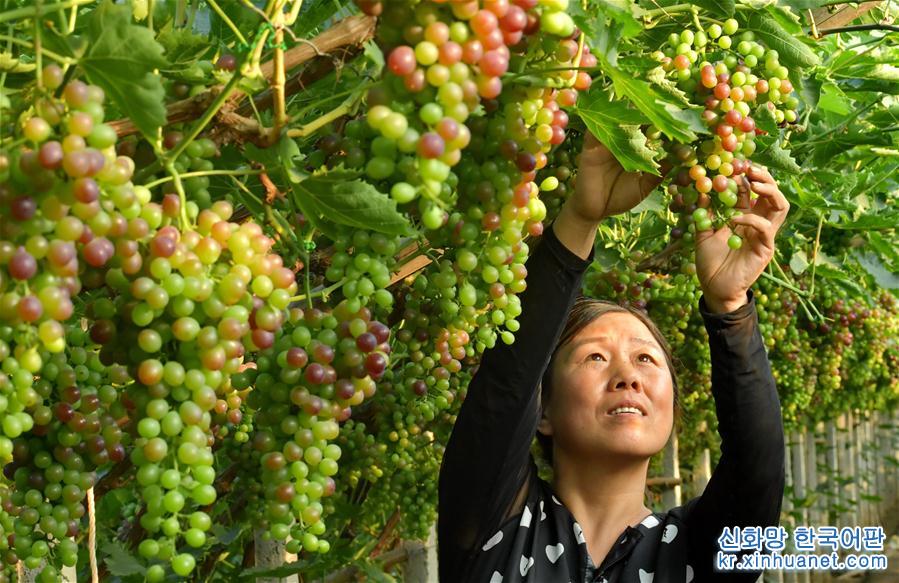 （社会）（3）河北唐山：葡萄种植助推乡村振兴