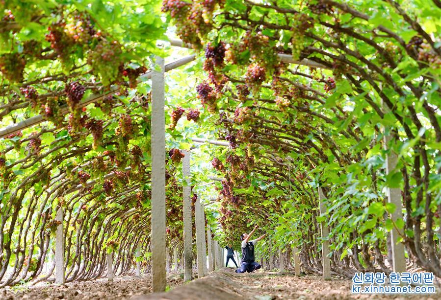 （社会）（5）河北唐山：葡萄种植助推乡村振兴