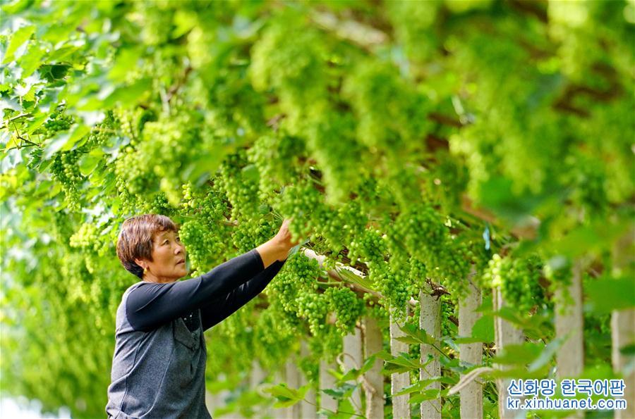（社会）（4）河北唐山：葡萄种植助推乡村振兴