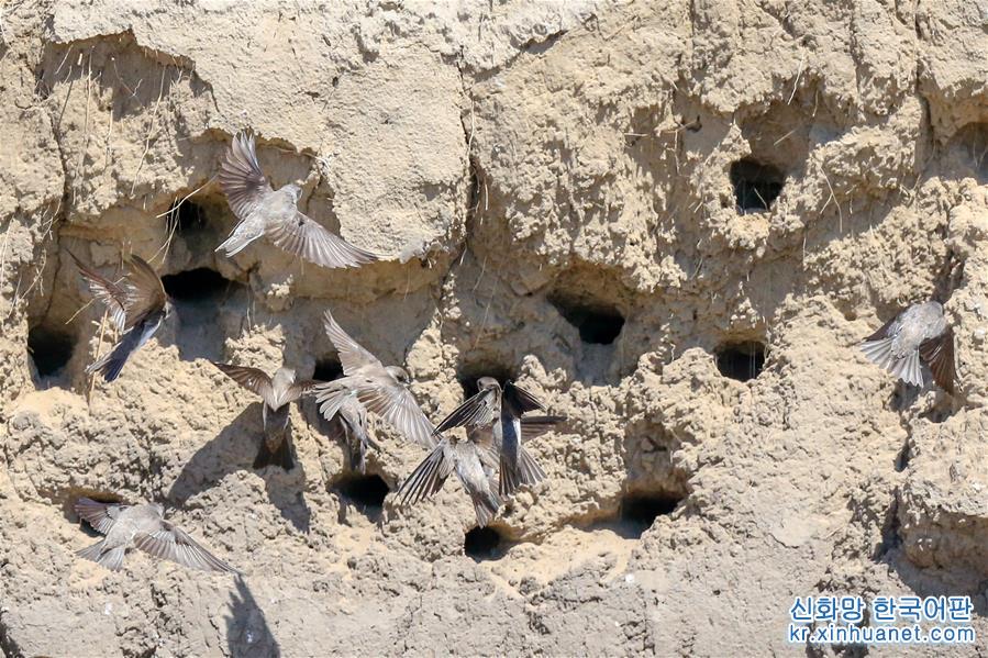 （新华视界）（1）吉林镇赉新发现崖沙燕繁殖点