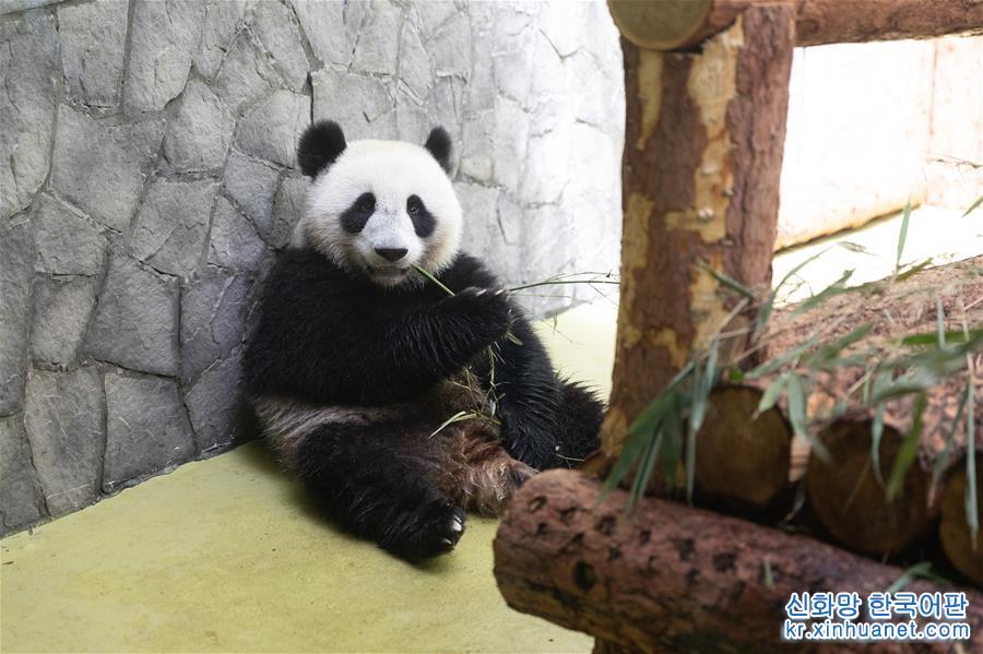 （习近平出访配合稿·图文互动）（4）通讯：“友谊使者”中国大熊猫入住莫斯科新家