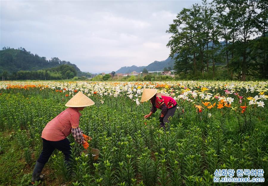 （社会）（5）贵州台江：“百合经济”带火乡村旅游