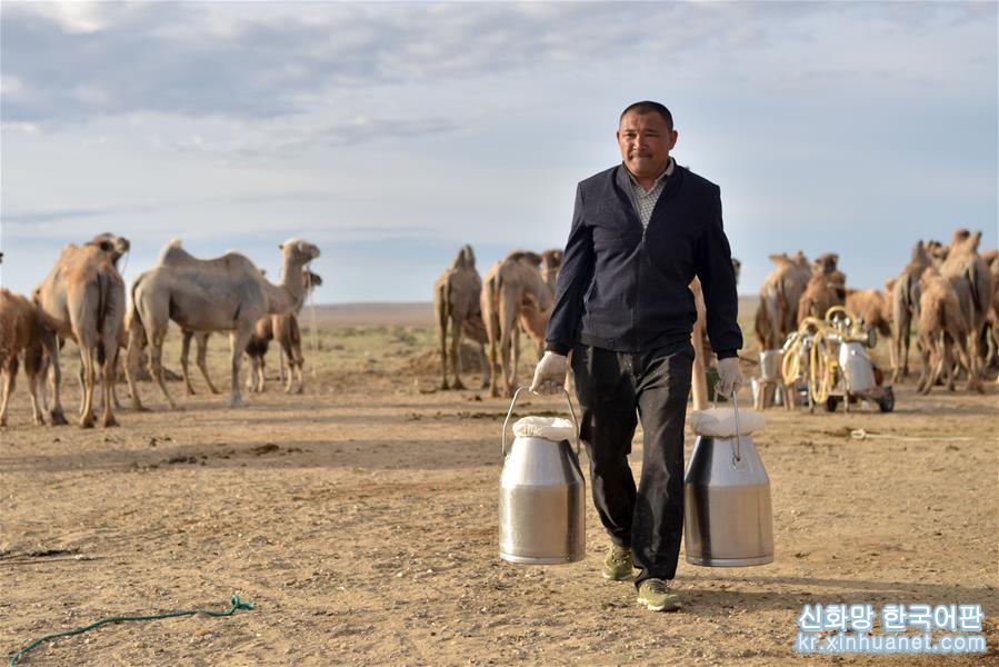 （经济）（2）新疆福海：“骑”上骆驼奔小康