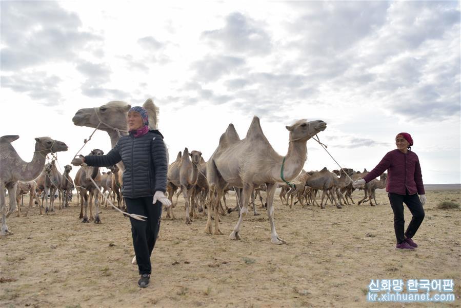 （经济）（3）新疆福海：“骑”上骆驼奔小康