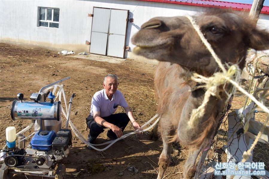 （经济）（4）新疆福海：“骑”上骆驼奔小康