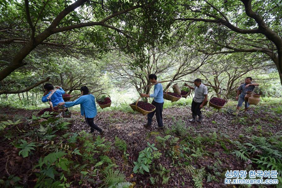 #（经济）（4）又到杨梅成熟时