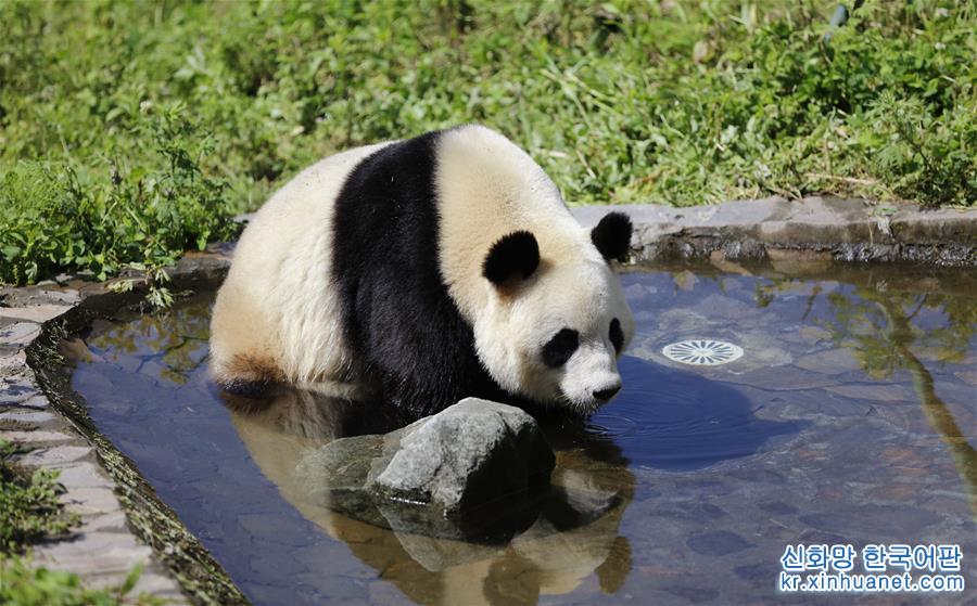 （社会）（2）全球唯一大熊猫三胞胎姐姐“萌萌”成功交配
