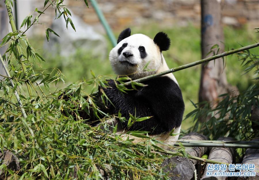（社会）（3）全球唯一大熊猫三胞胎姐姐“萌萌”成功交配