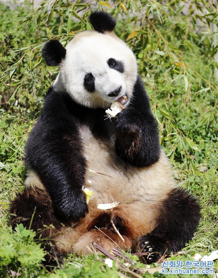 （社会）（4）全球唯一大熊猫三胞胎姐姐“萌萌”成功交配