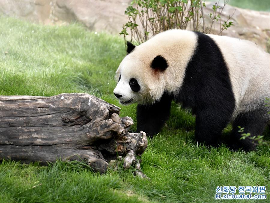 （社會）（3）高原西寧首家熊貓館對外開放 