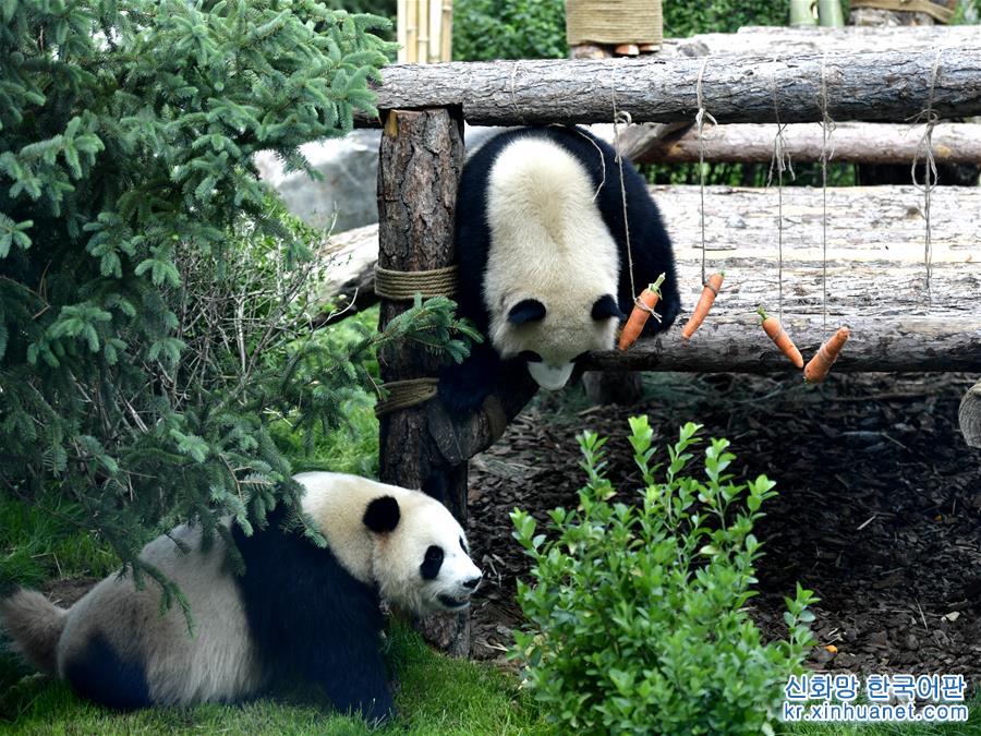 （社会）（4）高原西宁首家熊猫馆对外开放 