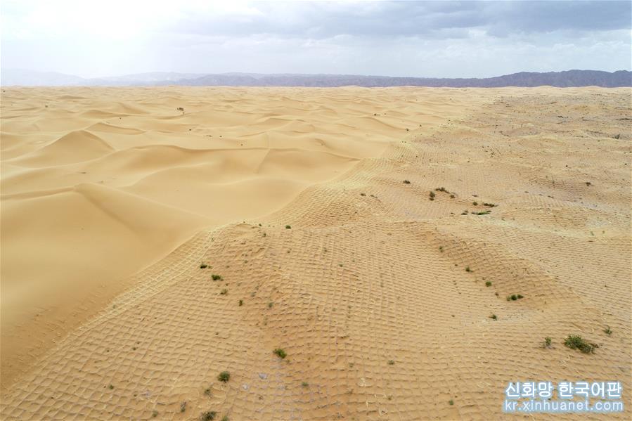 （环境）（1）宁夏中卫：草方格扎出的沙漠绿意