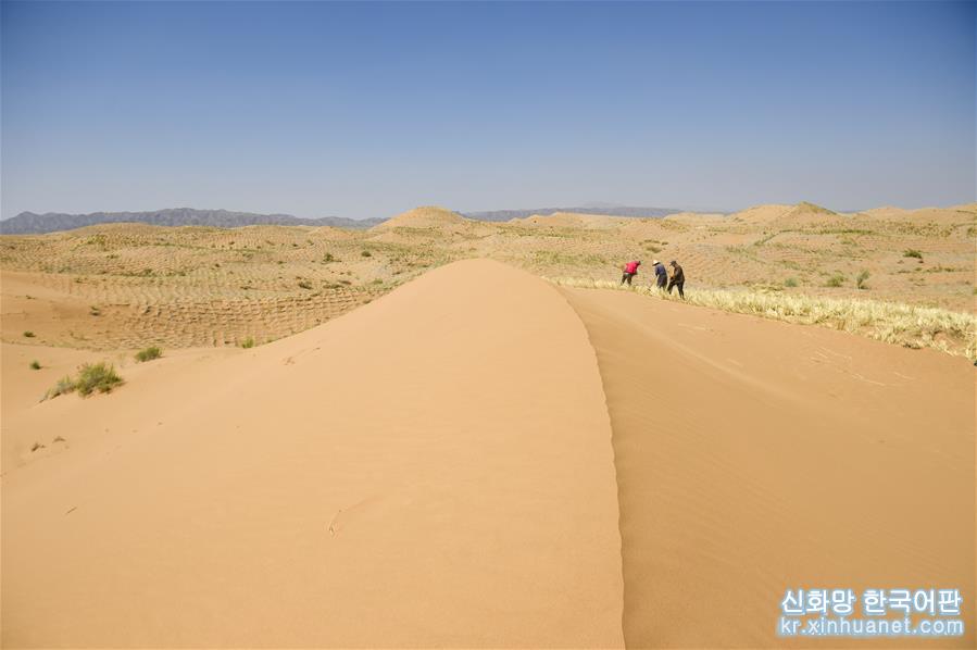 （环境）（2）宁夏中卫：草方格扎出的沙漠绿意