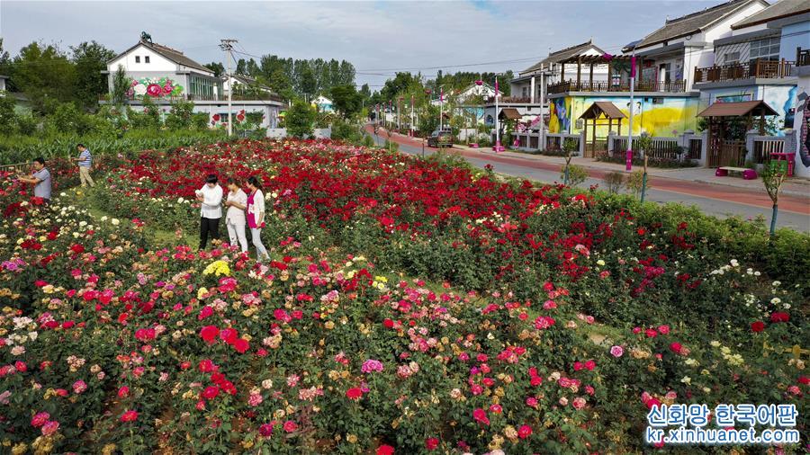 （美麗中國）（1）陜西洛南：鋪滿鮮花的玫瑰小鎮