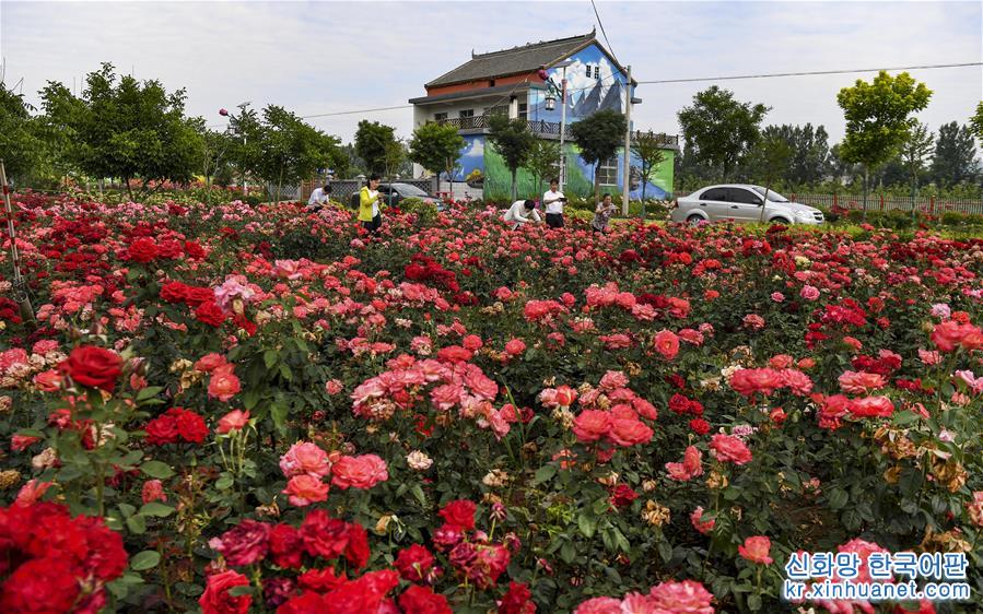 （美丽中国）（5）陕西洛南：铺满鲜花的玫瑰小镇
