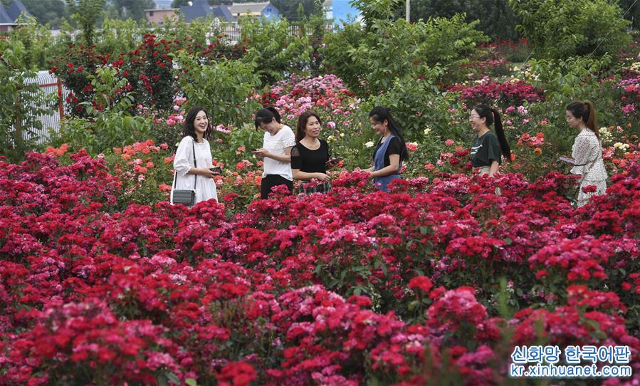 （美丽中国）（9）陕西洛南：铺满鲜花的玫瑰小镇