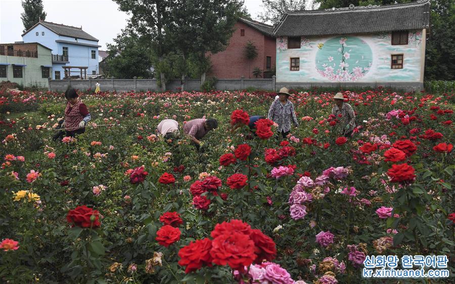 （美丽中国）（10）陕西洛南：铺满鲜花的玫瑰小镇