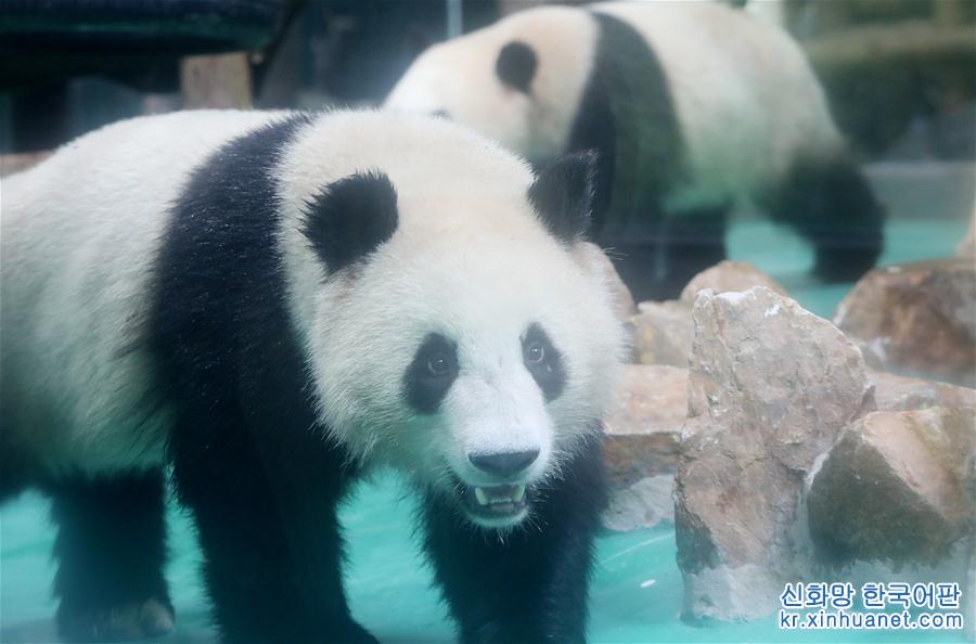 （社会）（2）大熊猫“风光兄弟”光临上海